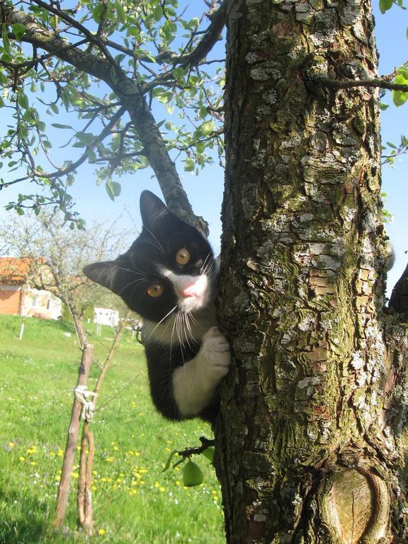 Ganhoer- Fam. Kaar Wintersdorf Dış mekan fotoğraf